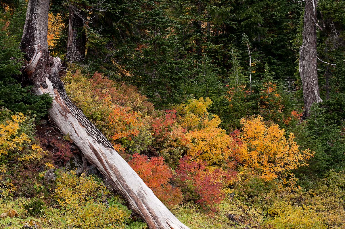 Chinook Autumn
