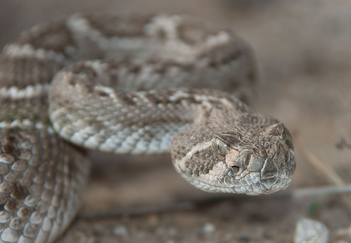 Western Diamondback