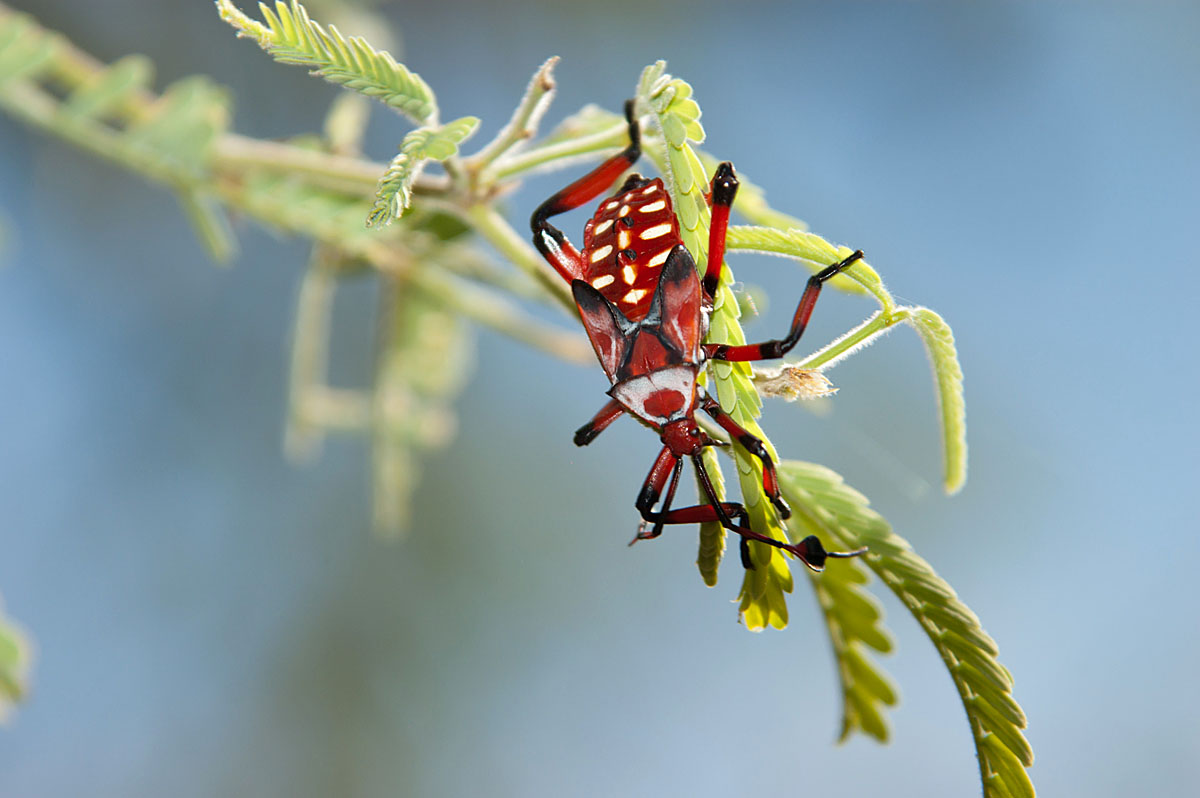 Giant Mesquite Bug Nymph