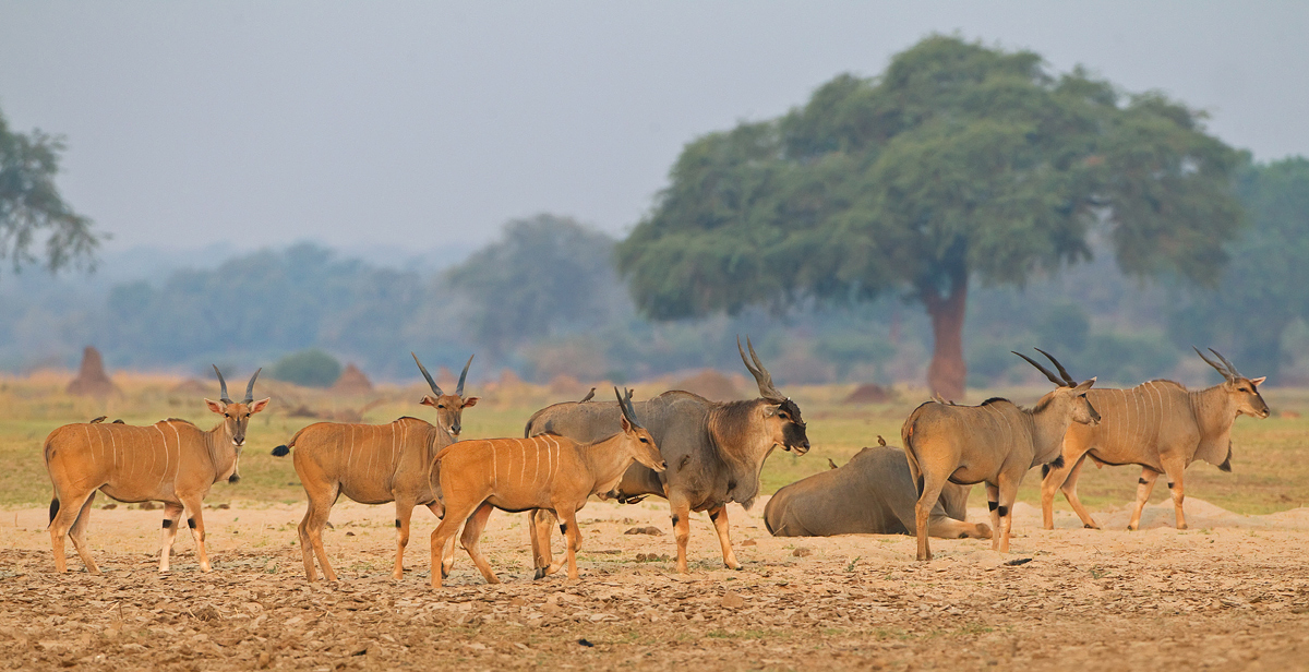 Eland