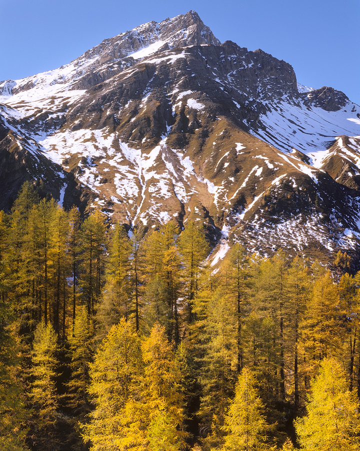 Larches and an Alp