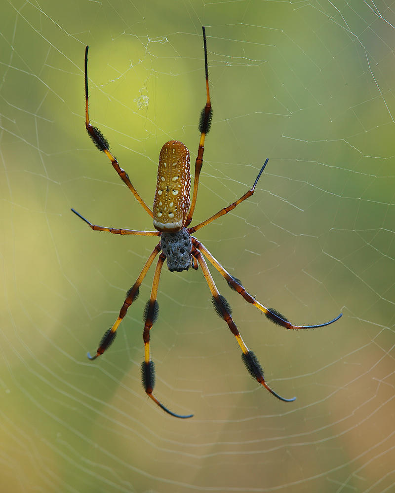 Goldensilk
