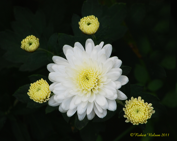 November blooms