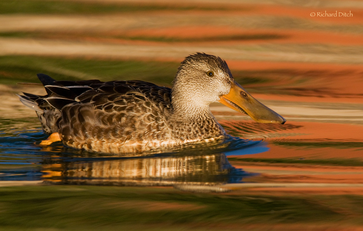 Northern Shoveler