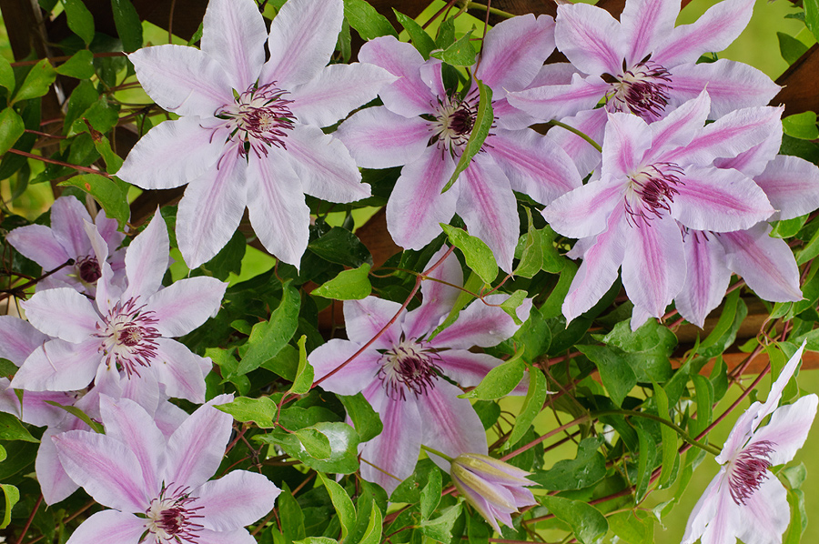 Clematis on trellis