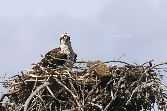 Nest guard 