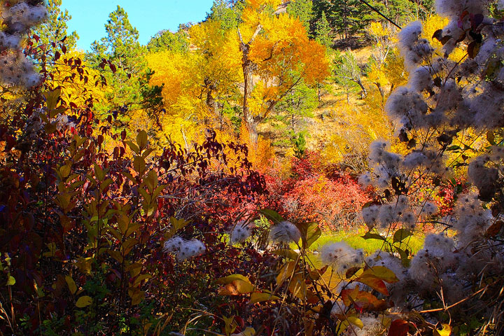 Autumn Abstract + Repost