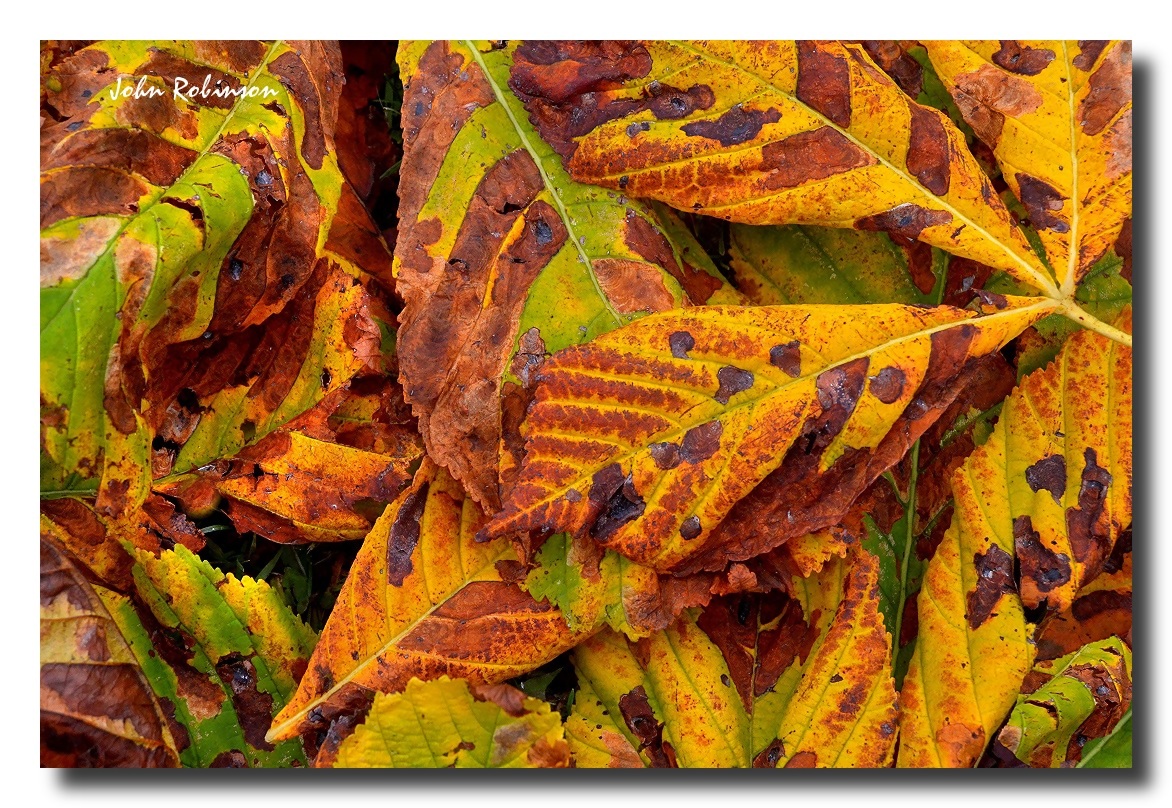 Leaves