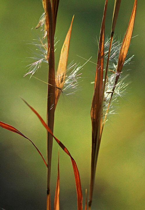 Backlit fall weeds