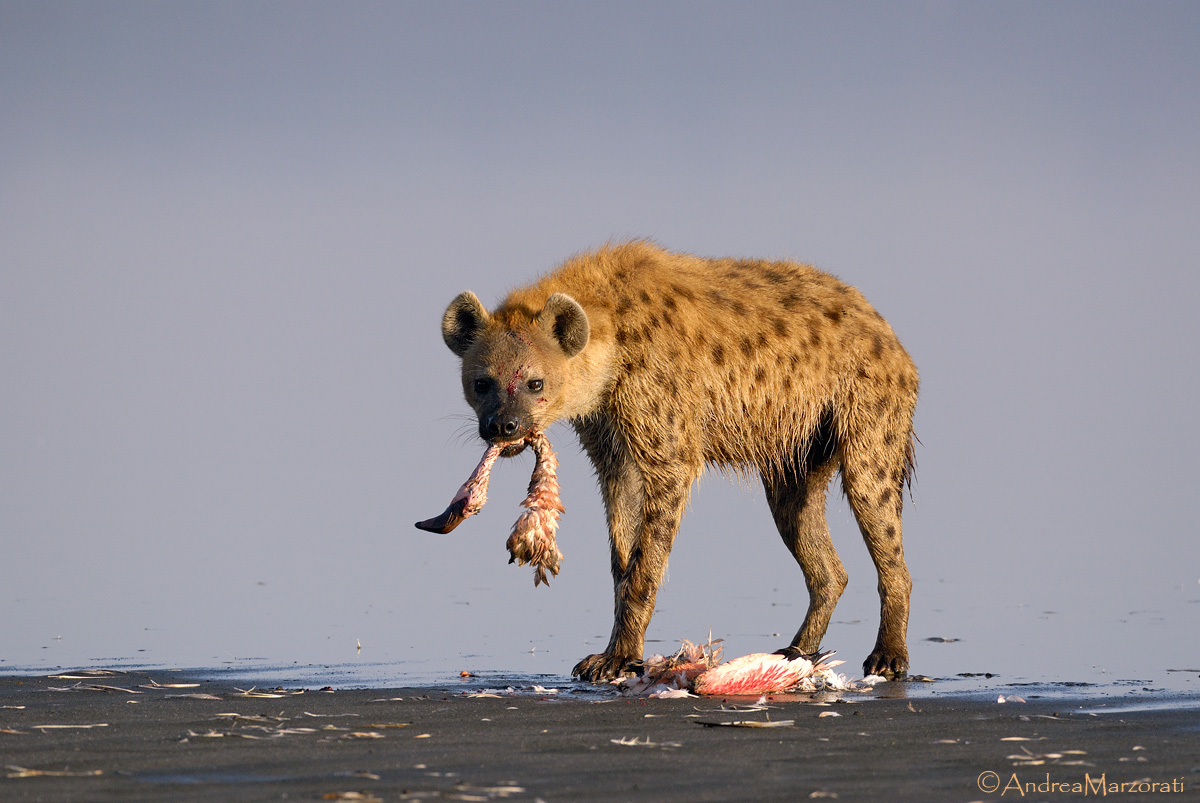 Hyena2