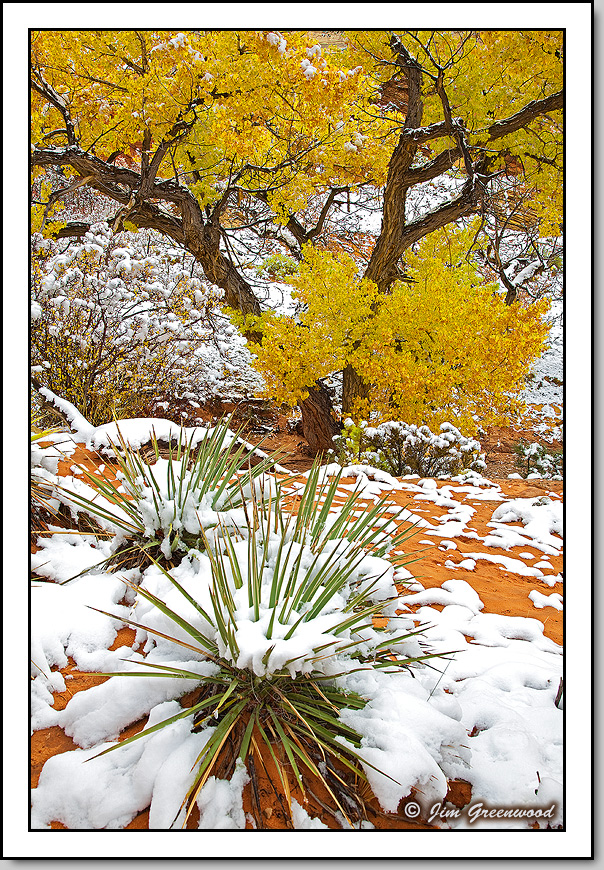 Autumn Snow