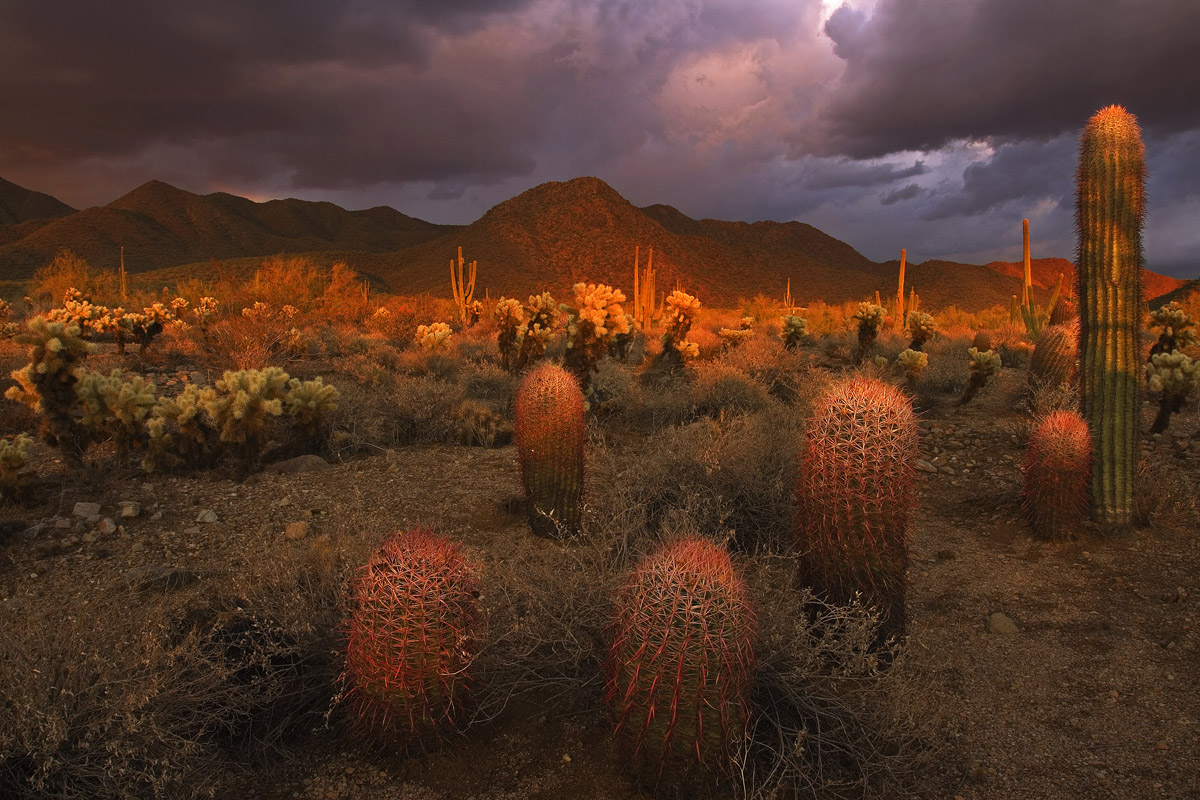 Sonoran glow