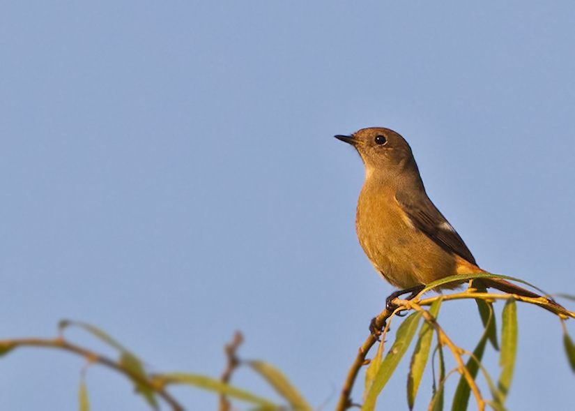 Female Redstart