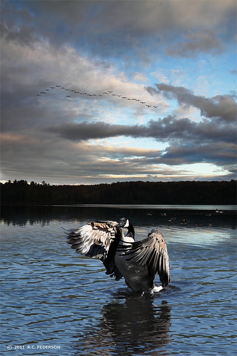 Waterdance