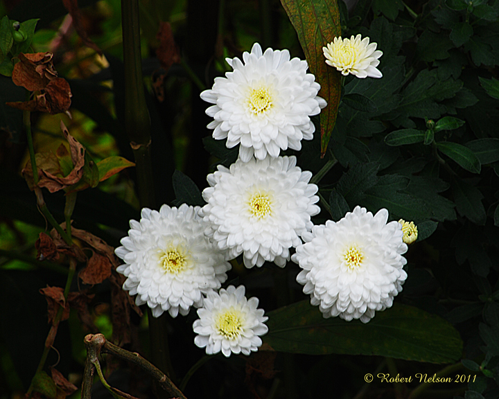 November blooms 2 + repost