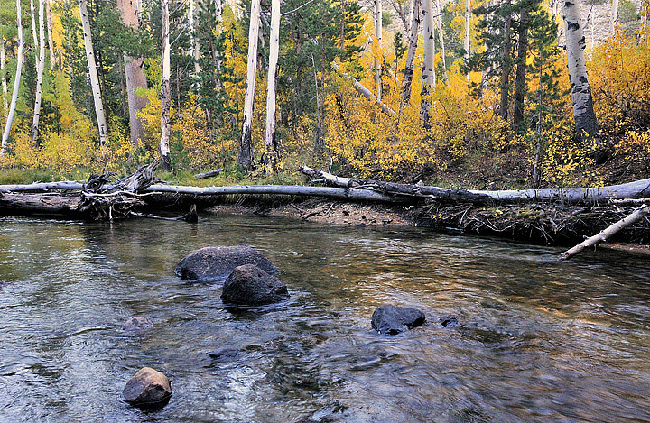 Stream and Aspens