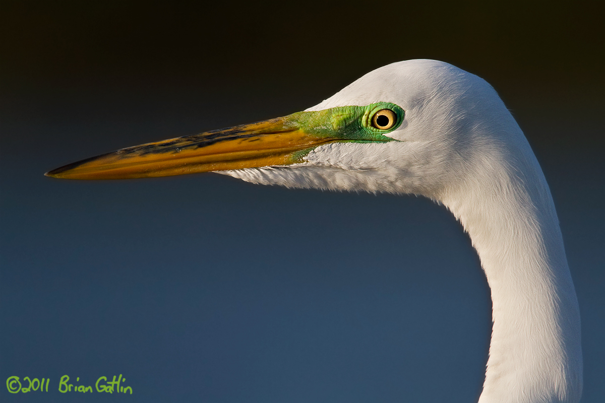 Egret Portrait