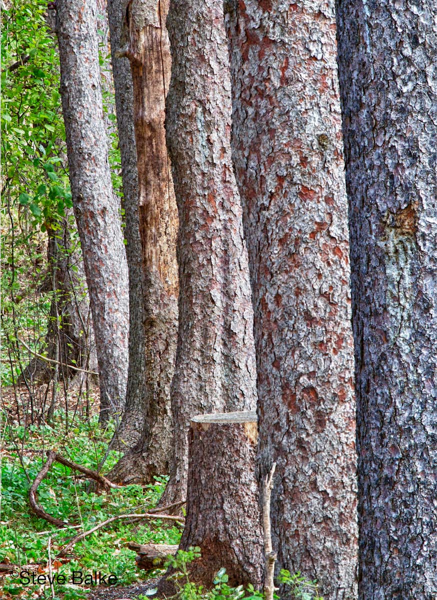 Tree Line