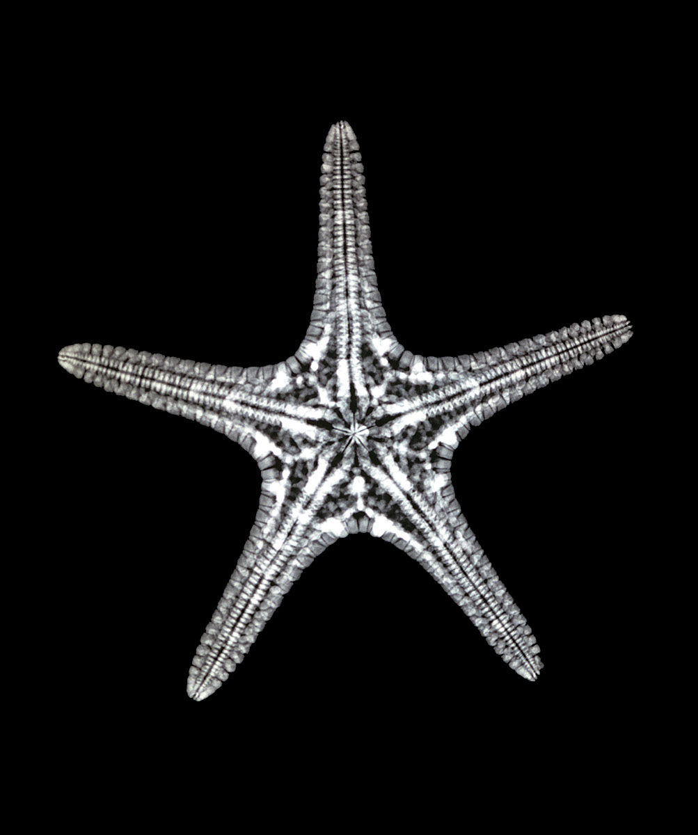Starfish X-ray