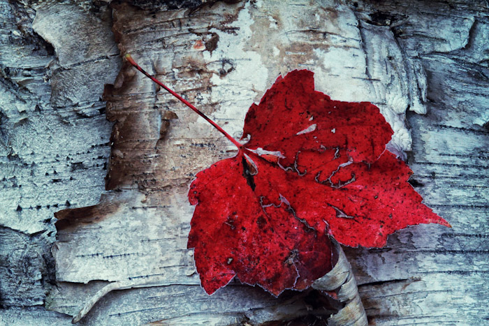 Birch and frozen leaf
