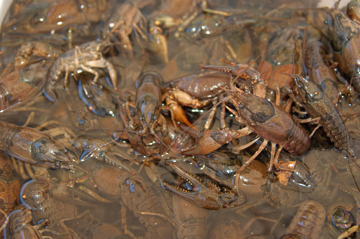 Invasive Crayfish