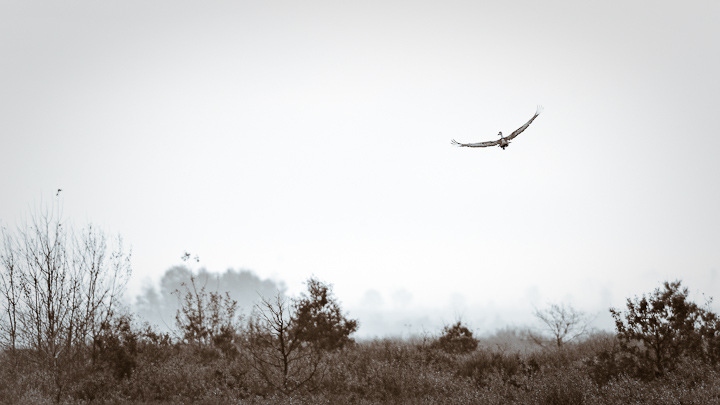 Cranes at Crex