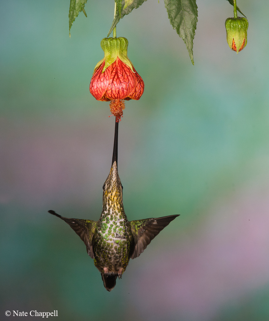 Sword-billed Hummingbird