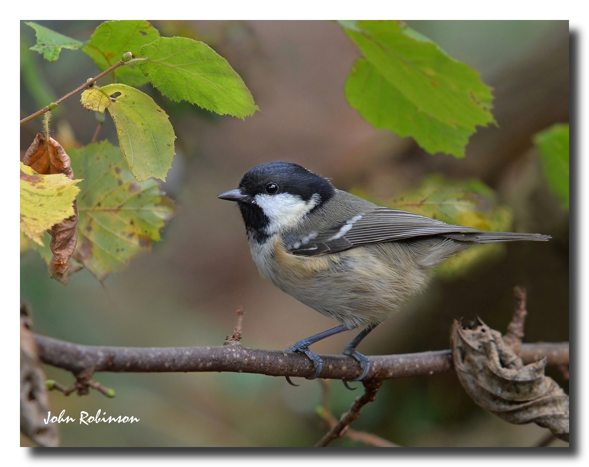 ColeTit