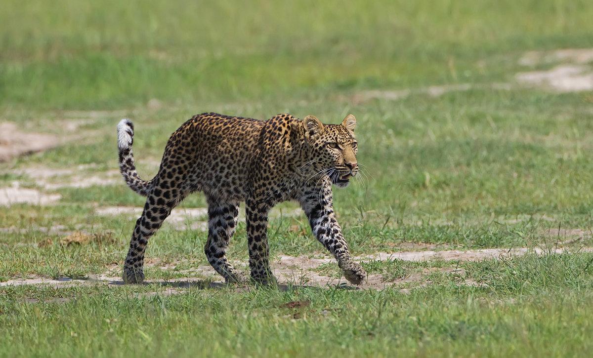 Savute Leopard