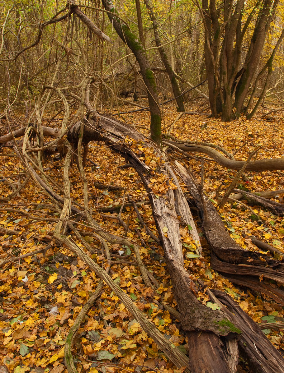 Autumn Chaos I