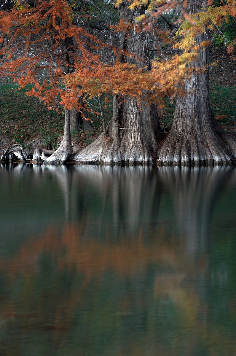 Guadalupe cypress
