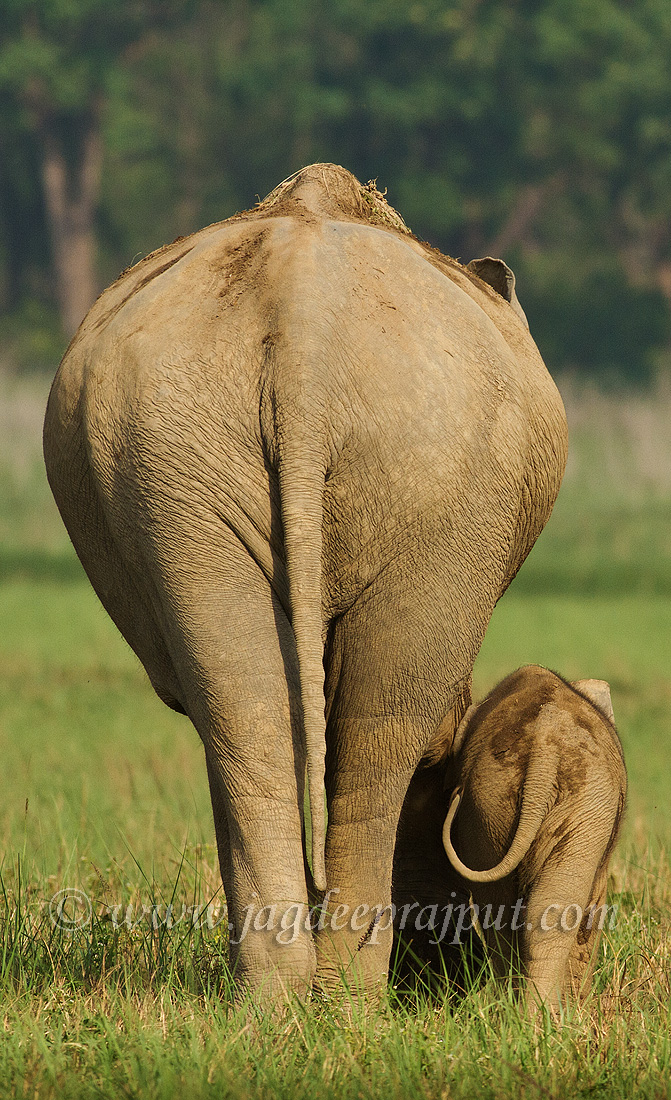 Indian Elephant n young