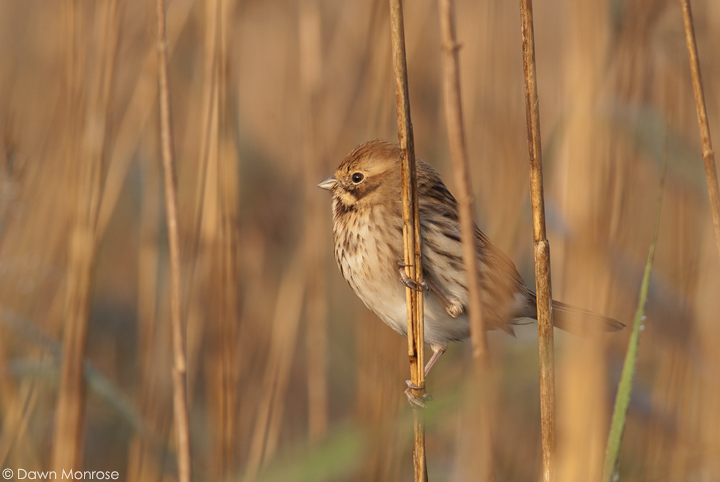 Reed Bunting