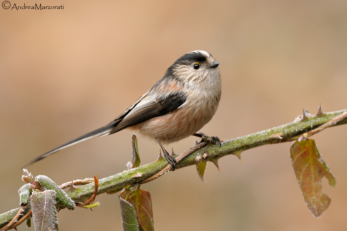 Long tailed Tit