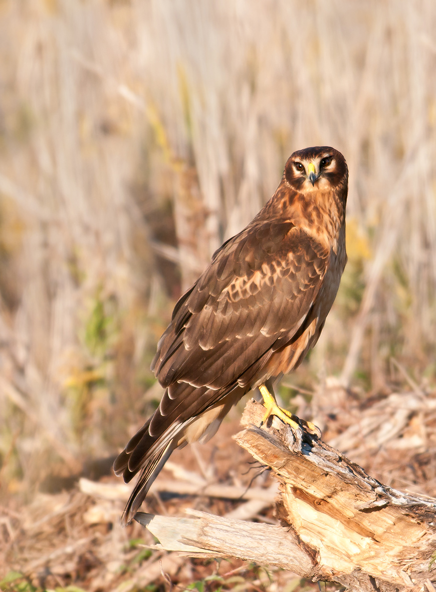 Northern Harrier. 