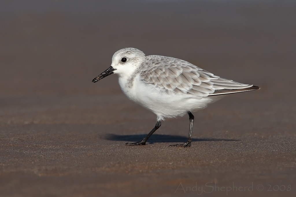 Sanderling
