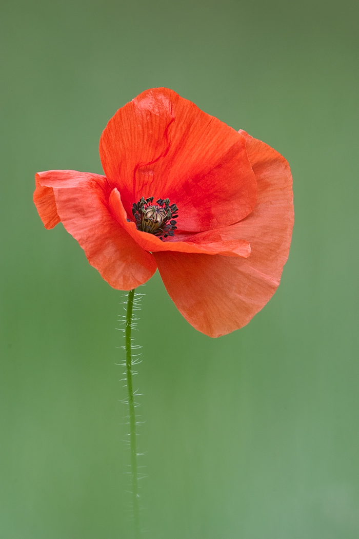 Remberance 11/11/11