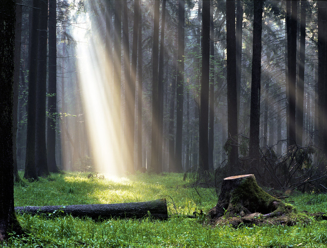 Russian Forest Light
