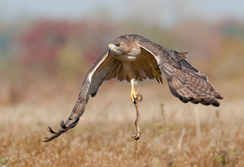 Hawk +2