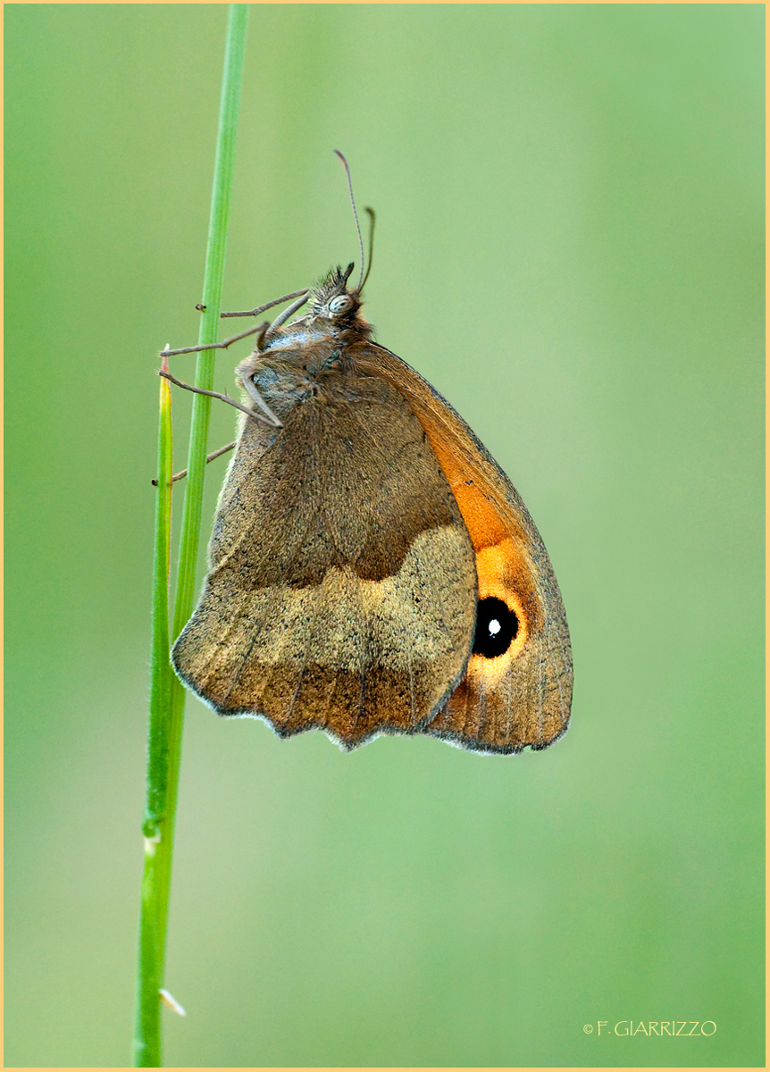 Meadow brown