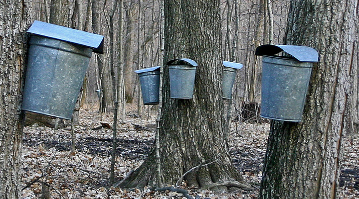 Sustainable Forest