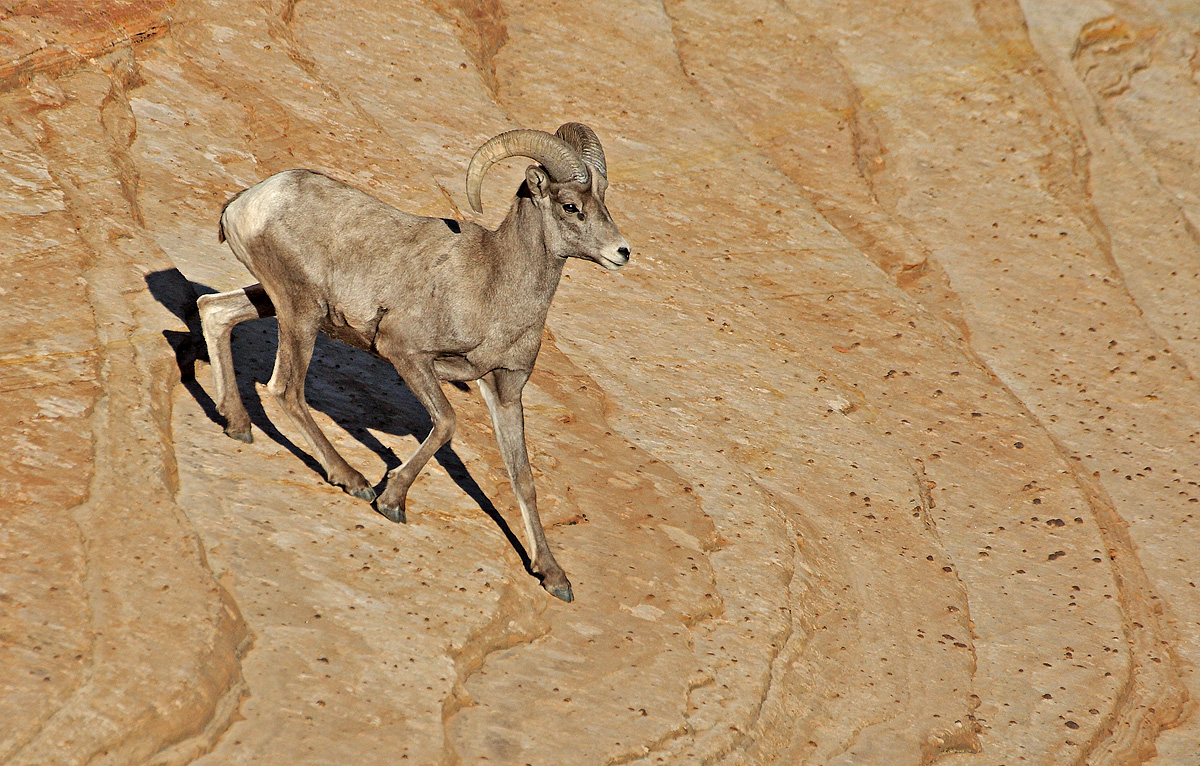 Desert Bighorn