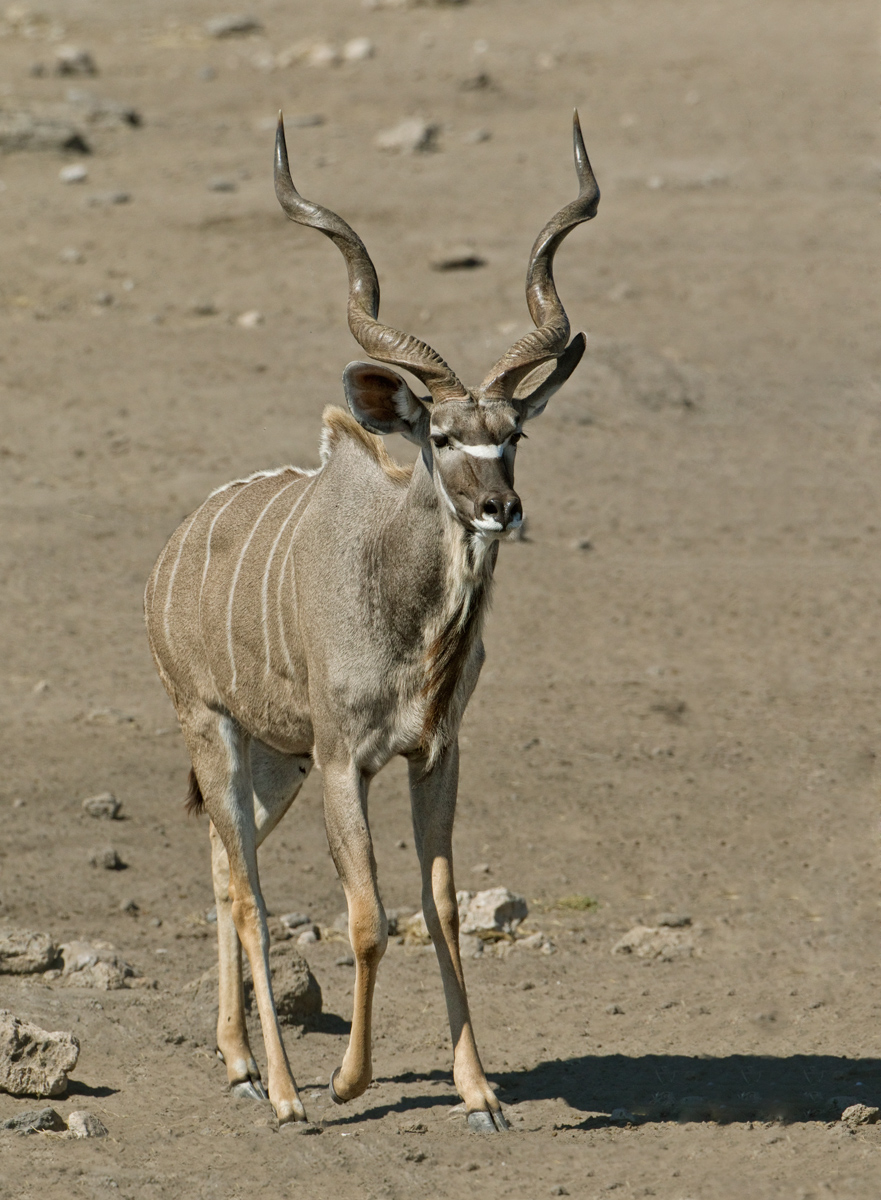 Kudu