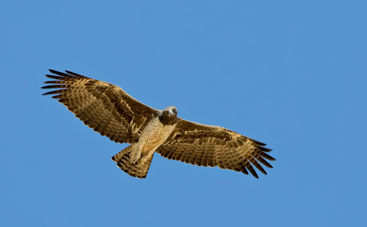 Martial Eagle