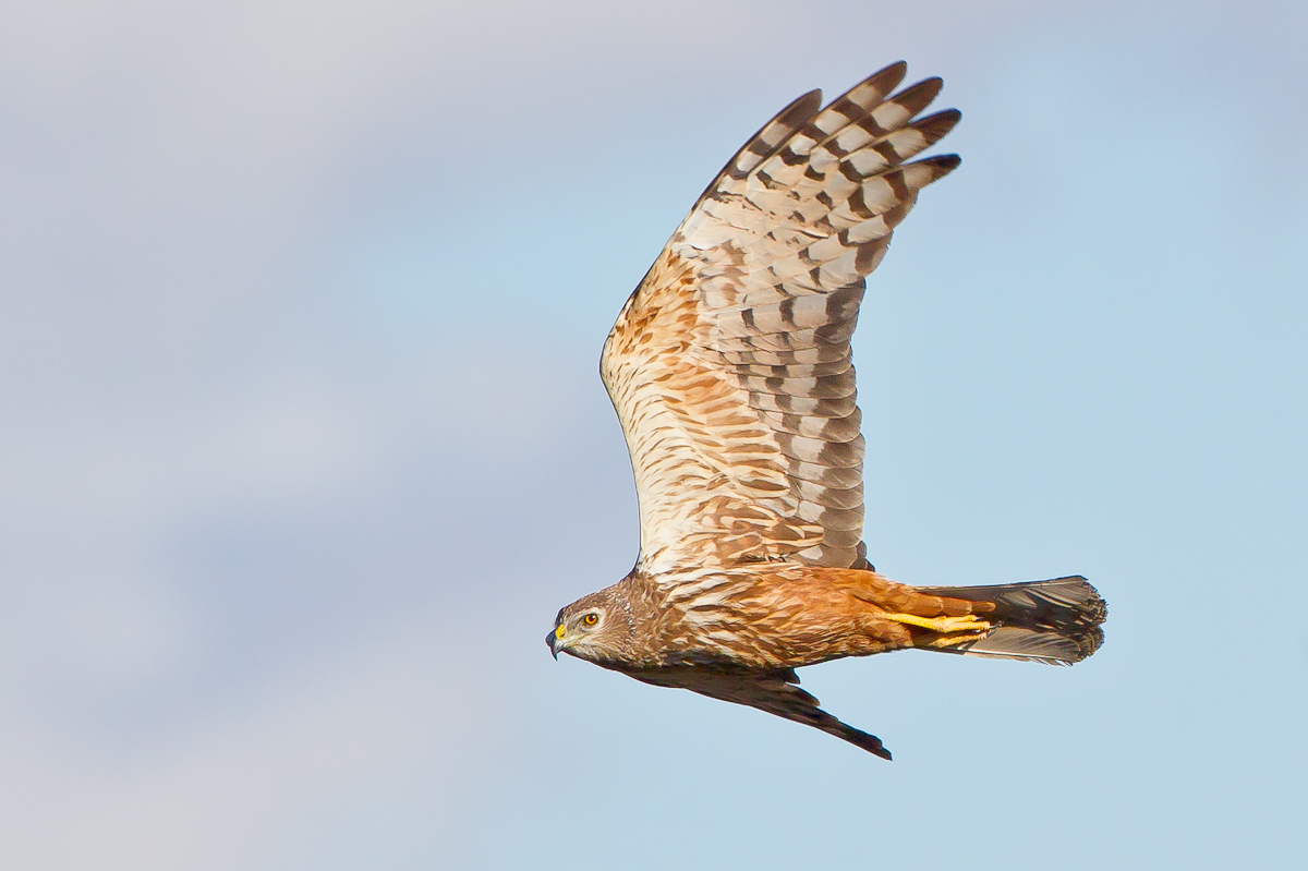 Marsh Harrier