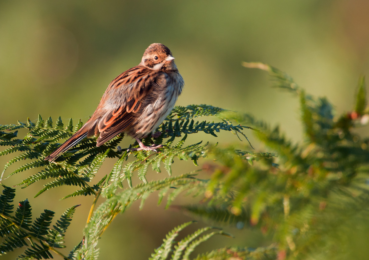 Reed Bunting