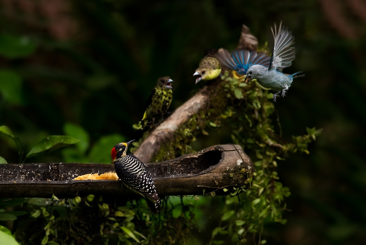 Black Cheeked Woodpecker