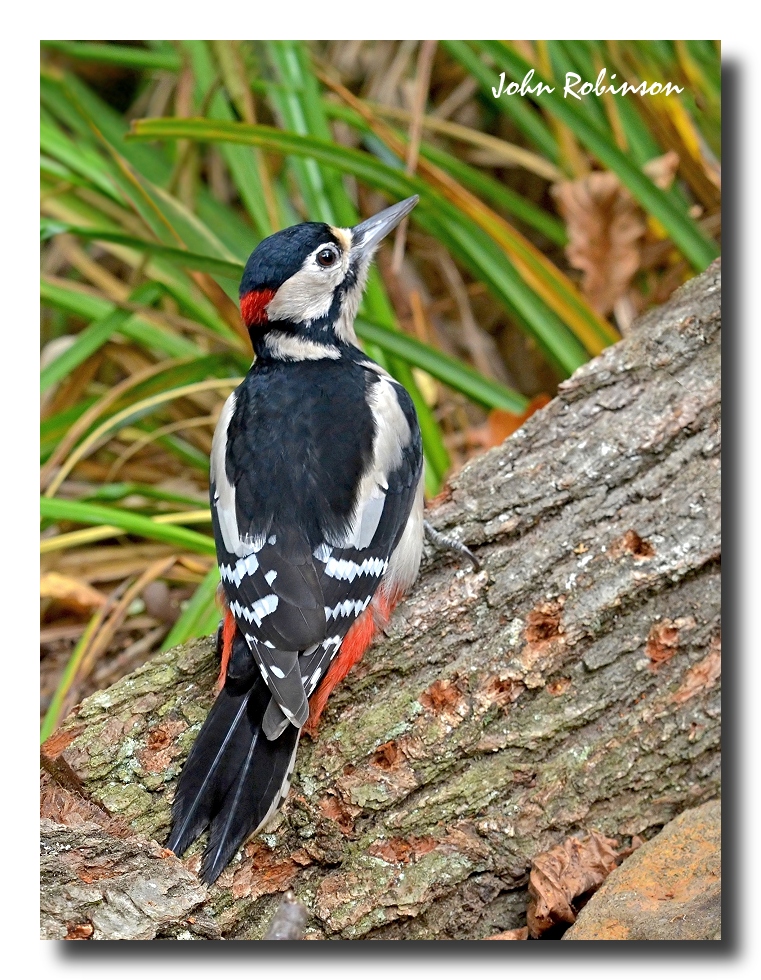 G.S.Woodpecker