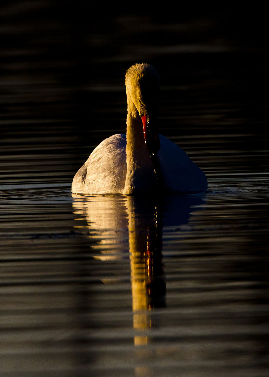Moody Mute Swan