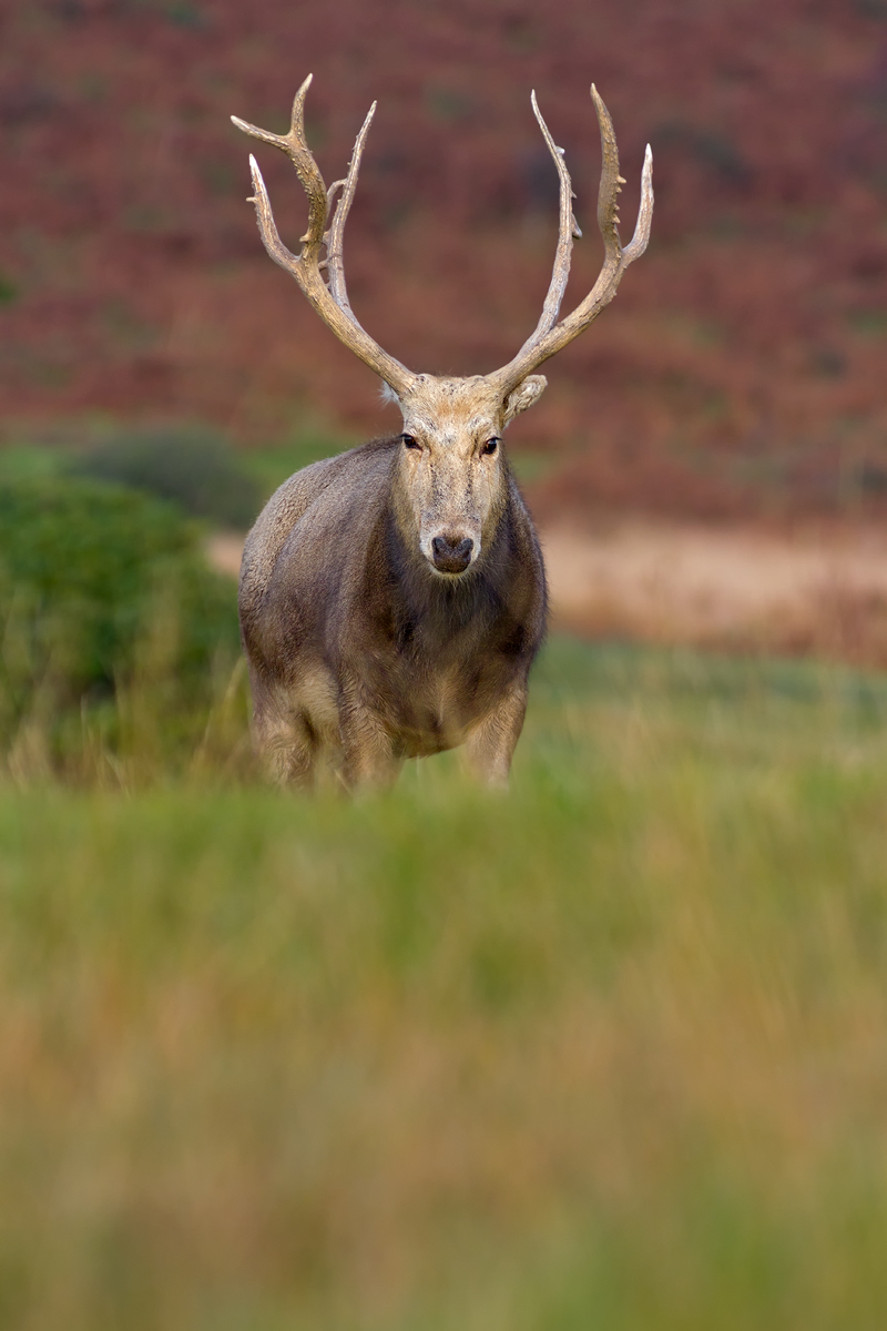 Père David's Deer